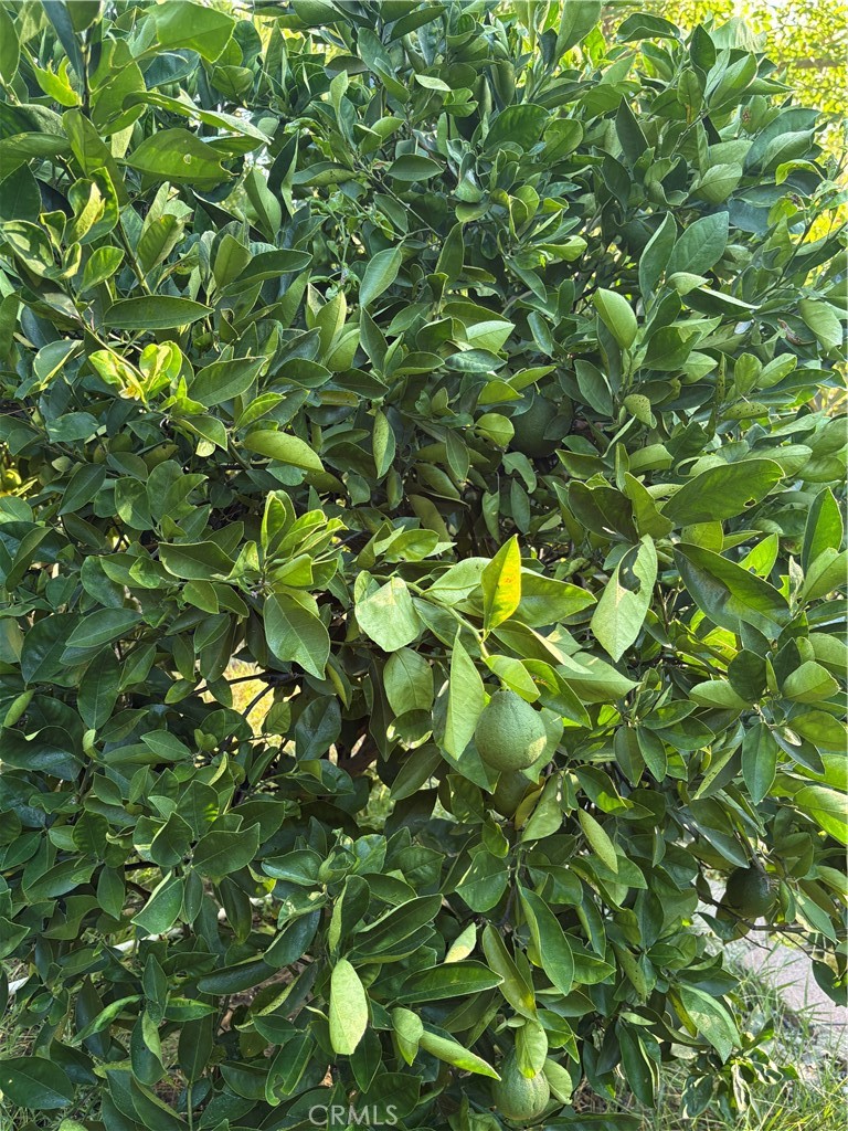 https://media.crmls.org/medias/dbb1e4b7-72d8-4414-9df5-8876018daeff.jpg?preset=X-Large