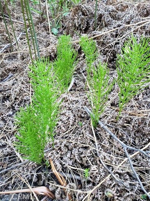 Front Image Thumbnail for CRWS26040295