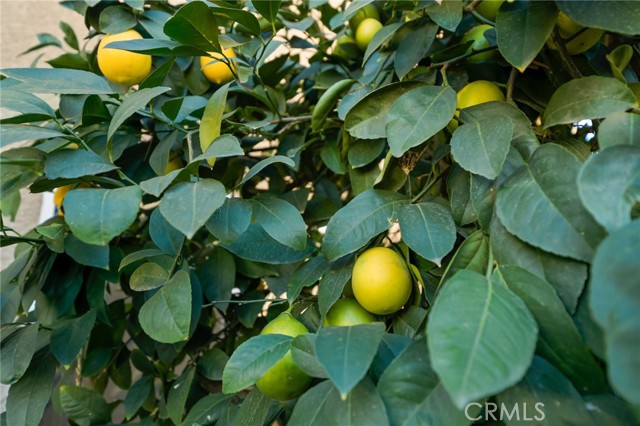 Detail Gallery Image 37 of 40 For 742 Alder St, Beaumont,  CA 92223 - 4 Beds | 3 Baths