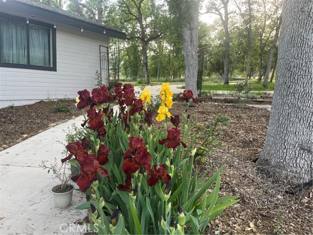 29503 Spence Lane, Tollhouse CA: https://media.crmls.org/medias/dc845699-9f1b-475b-bbb6-9ca84ffe476d.jpg