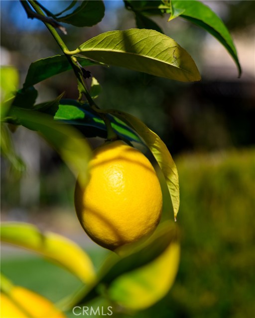 Detail Gallery Image 46 of 47 For 1811 Maiden Ln, Petaluma,  CA 94954 - 5 Beds | 3 Baths