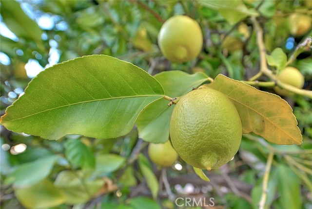 Fruit Trees