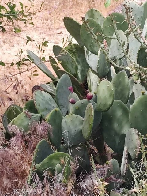 Detail Gallery Image 6 of 10 For 10376 55th St, Mojave,  CA 93501 - – Beds | – Baths
