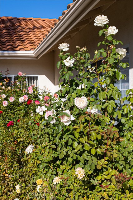 925 Saint Ann Drive, Paso Robles, CA, 93446 925 Saint Ann Drive, Paso Robles, CA, 93446