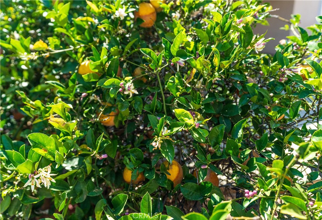 https://media.crmls.org/medias/ddd486c8-ce82-41c6-b053-78a3ad2ea1d2.jpg?preset=X-Large