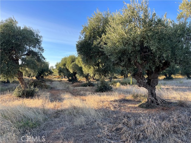 16675 Palm Avenue, Anderson, California 96007, ,Land,For Sale,16675 Palm Avenue,CRSN23212047