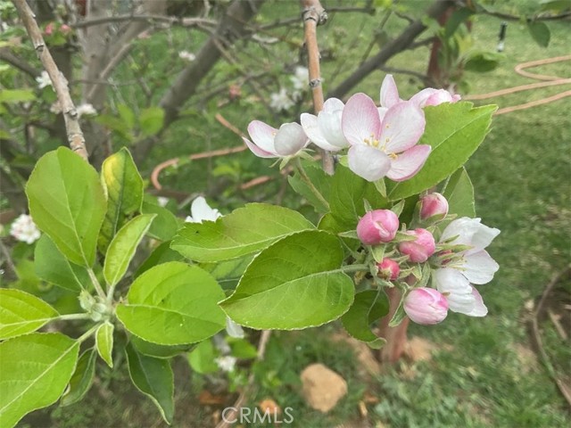 Detail Gallery Image 37 of 37 For 8234 Stonewood, Jurupa Valley,  CA 92509 - 3 Beds | 2 Baths