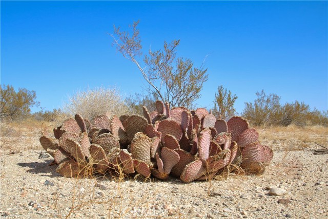 Detail Gallery Image 2 of 7 For 0 Moonlight Mesa Ave, Joshua Tree,  CA 92252 - – Beds | – Baths