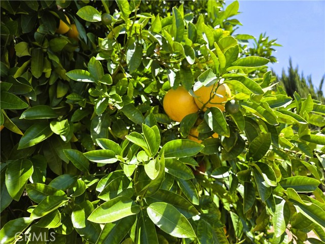 34796 Wildwood Canyon Road, Yucaipa CA: https://media.crmls.org/medias/dedfaffd-1614-49b3-bf2c-c55be0fbbcd6.jpg