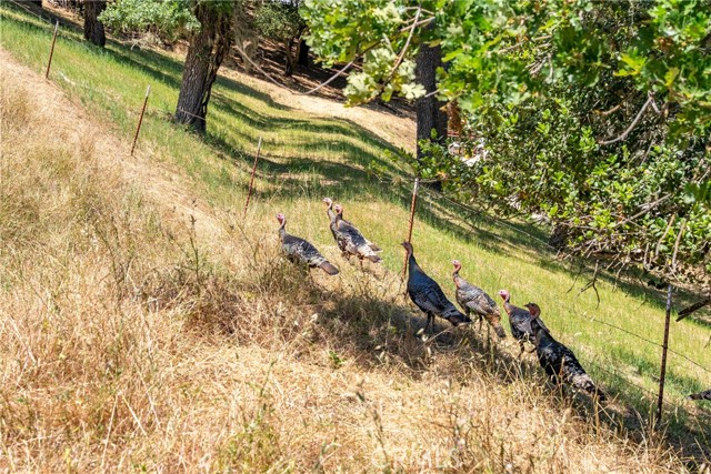 0 Los Gatos Road, Atascadero CA: https://media.crmls.org/medias/df3d132b-3e5a-406d-b1c4-dea39937bd3d.jpg