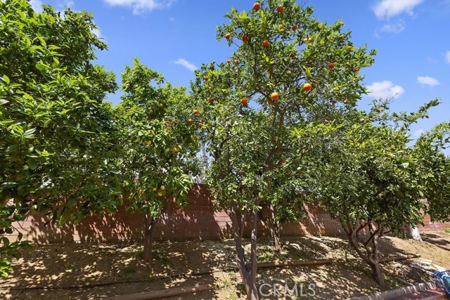 side yard:lemon, lime, orange trees