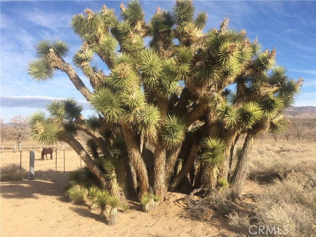 Detail Gallery Image 2 of 5 For 1201 Cactus Flats Rd, Olancha,  CA 93549 - – Beds | – Baths