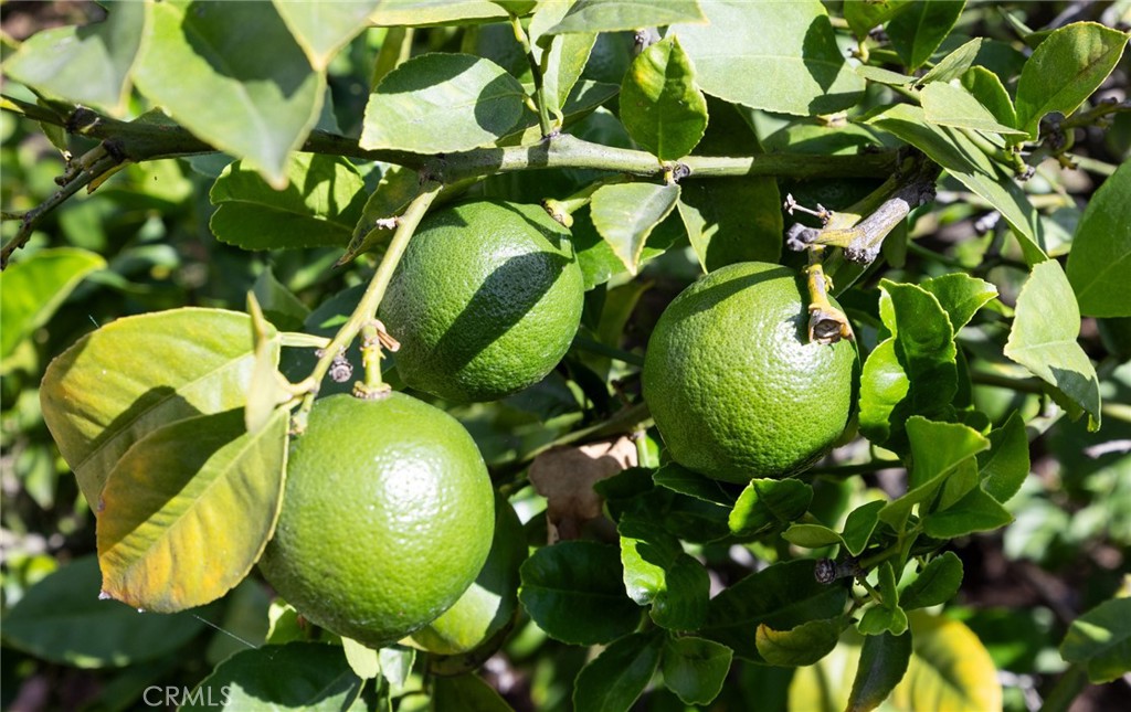 https://media.crmls.org/medias/e0073450-3d29-4f2f-b42b-8246f49eb09c.jpg?preset=X-Large
