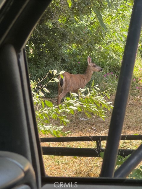 3738 Pinkston Canyon Road, Oroville CA: https://media.crmls.org/medias/e1005a17-fb88-43b9-bd66-1064b23a6a2e.jpg