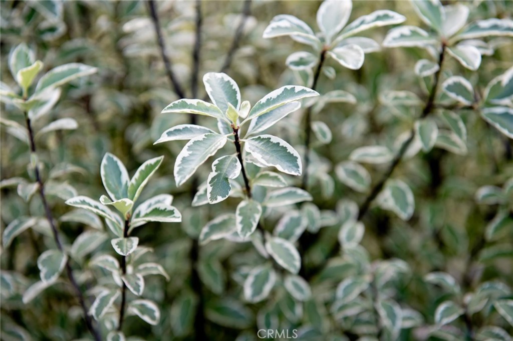 https://media.crmls.org/medias/e17582d6-5de2-48dd-ad36-e1d6769c8deb.jpg?preset=X-Large