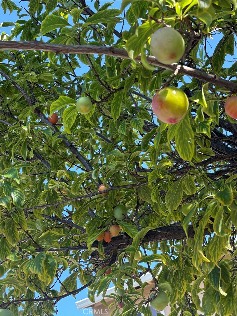 https://media.crmls.org/medias/e1bdb69b-ee7c-4e48-99e8-b66435da8a15.jpg?preset=X-Large