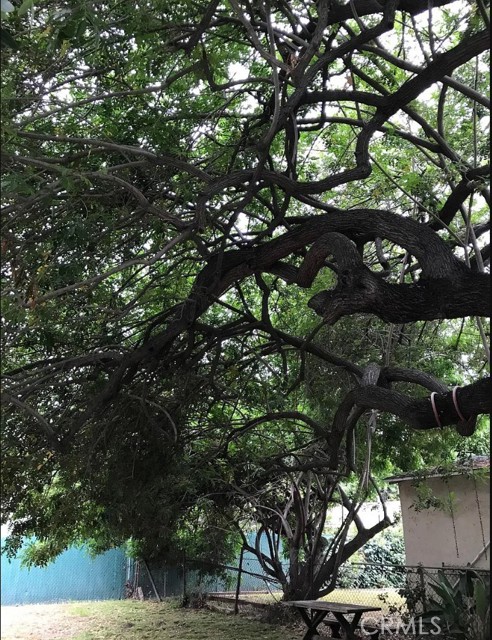 Amazing tree in backyard.