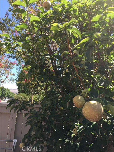 Detail Gallery Image 40 of 52 For 3 Ardmore, Irvine,  CA 92602 - 3 Beds | 2/1 Baths