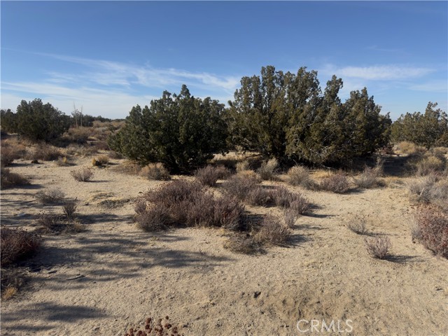 0 Avenue Y, Llano CA: https://media.crmls.org/medias/e331dab9-f5ca-484e-b0db-96cccc3d2357.jpg