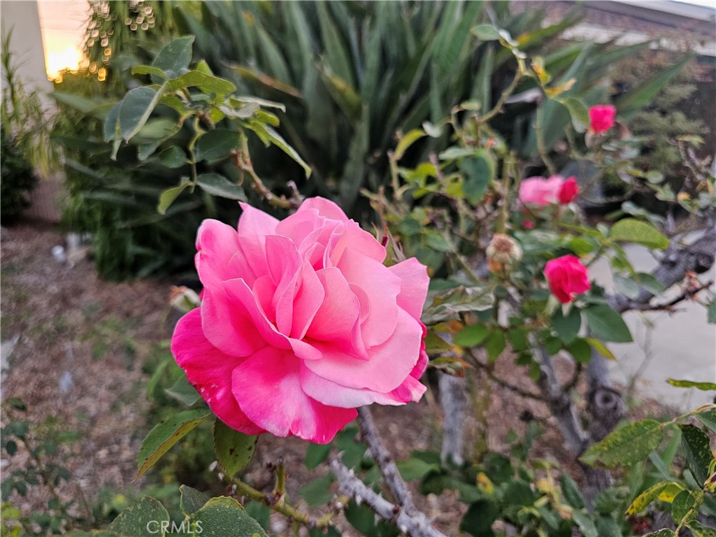 https://media.crmls.org/medias/e41479ca-268a-46f0-9520-22345132a684.jpg?preset=X-Large