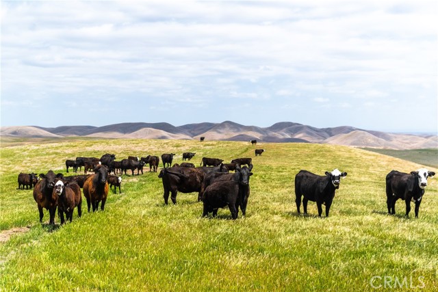 Detail Gallery Image 22 of 44 For 8050 Bitterwater Road, Shandon,  CA 93461 - 3 Beds | 1 Baths