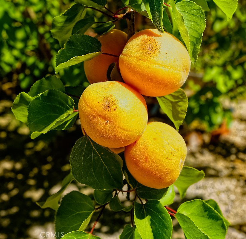 https://media.crmls.org/medias/e51b5b10-2b5c-45f1-9df7-0b95507b7054.jpg?preset=X-Large