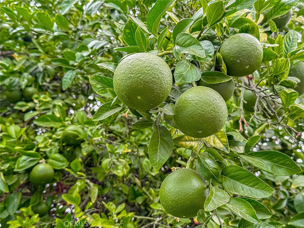 https://media.crmls.org/medias/e533bb65-a7ce-4be4-a417-f14844c277b0.jpg?preset=X-Large