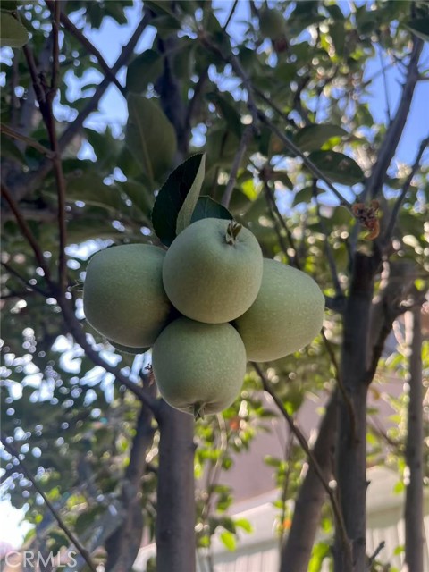 Detail Gallery Image 22 of 30 For 1662 Palermo, Riverside,  CA 92507 - 3 Beds | 2/1 Baths