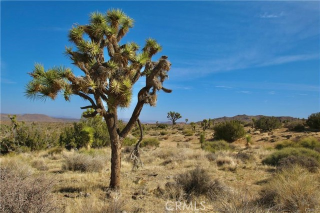 Detail Gallery Image 7 of 9 For 1234 Indio Ave, Yucca Valley,  CA 92284 - – Beds | – Baths