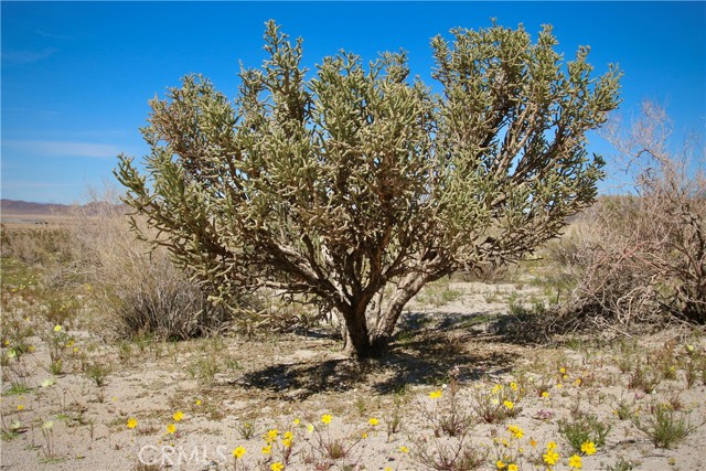 65600 Twentynine Palms, Joshua Tree, California 92252, ,Land,For Sale,65600 Twentynine Palms,CRJT22157936