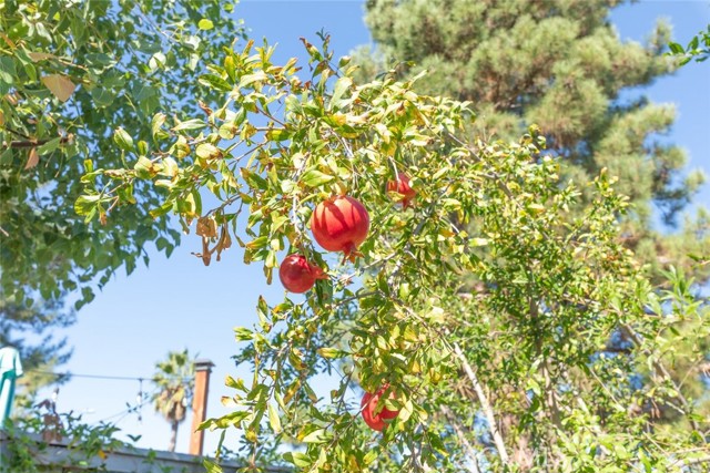 You'll also find a fruitful addition with a mature fruit tree on the property