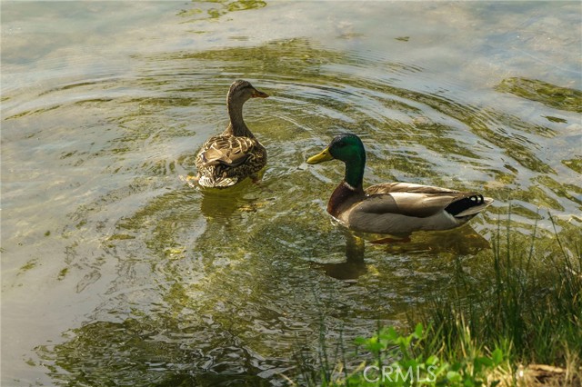 Detail Gallery Image 39 of 46 For 35109 Highway 79 #254,  Warner Springs,  CA 92086 - 2 Beds | 2 Baths