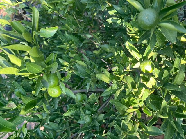 Detail Gallery Image 19 of 30 For 1662 Palermo, Riverside,  CA 92507 - 3 Beds | 2/1 Baths