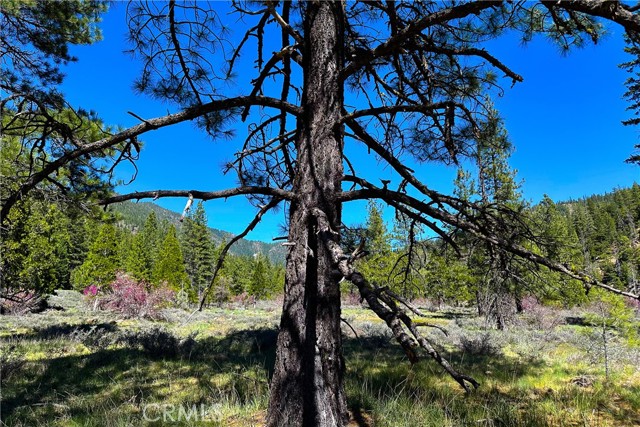 Detail Gallery Image 2 of 35 For 79402 State Highway 3, Trinity Center,  CA 96091 - – Beds | – Baths