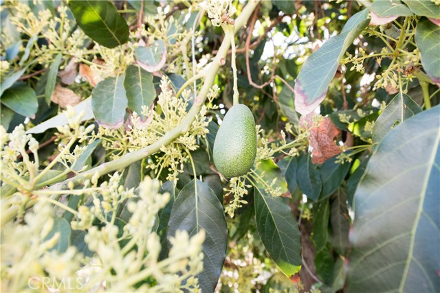 Avadado, Orange, Lime, and Mango trees