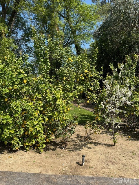 Fruit trees