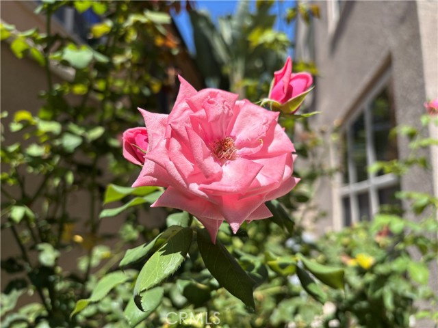 Detail Gallery Image 41 of 56 For 37 Peony, Irvine,  CA 92618 - 3 Beds | 2/1 Baths