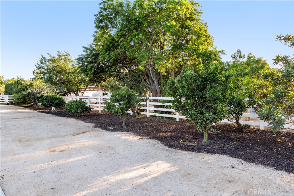 12 various Fruit Trees along front drive.