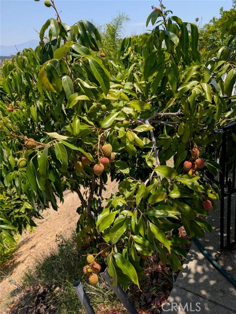 Detail Gallery Image 31 of 32 For 1905 Vascones, Hacienda Heights,  CA 91745 - 3 Beds | 2 Baths