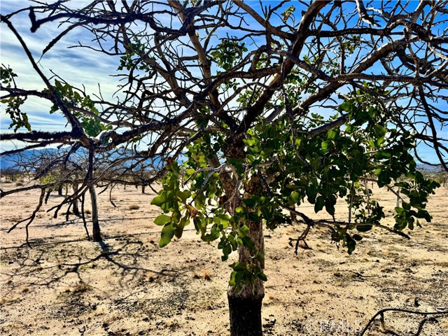 Detail Gallery Image 50 of 67 For 44823 Silver Valley, Newberry Springs,  CA 92365 - 2 Beds | 2 Baths