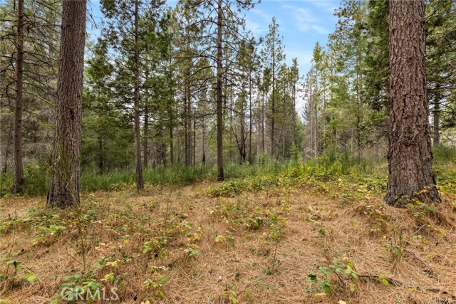 Detail Gallery Image 7 of 16 For 0 Old Forbestown Rd, Forbestown,  CA 95941 - – Beds | – Baths