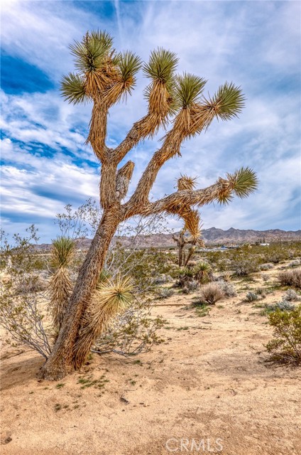 Detail Gallery Image 18 of 41 For 130 Rd Hollinger, Joshua Tree,  CA 92252 - – Beds | – Baths