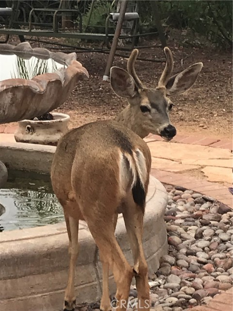 Beautiful deer stopping by for a drink at the fountain