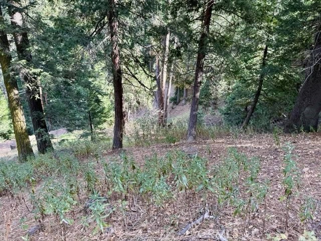 0 Burnt Mill Canyon Road, Cedarpines Park CA: https://media.crmls.org/medias/ec09f595-6243-43e4-b988-e1544660f270.jpg
