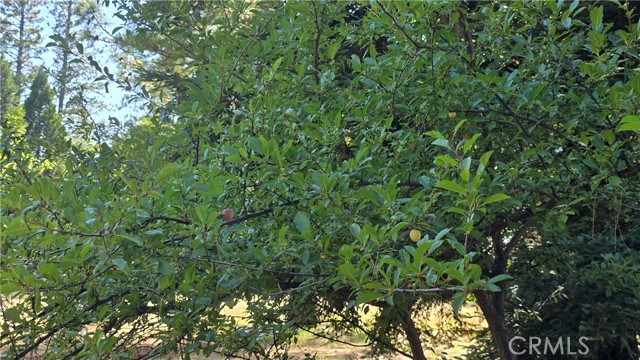 13793 Nimshew Road, Magalia CA: https://media.crmls.org/medias/ec3095a7-a22d-43ca-8797-740e4eac1dce.jpg