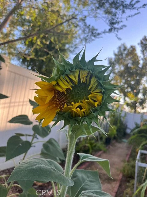 Detail Gallery Image 21 of 30 For 1662 Palermo, Riverside,  CA 92507 - 3 Beds | 2/1 Baths