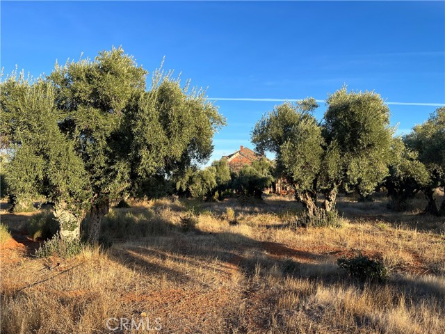 16675 Palm Avenue, Anderson, California 96007, ,Land,For Sale,16675 Palm Avenue,CRSN23212047