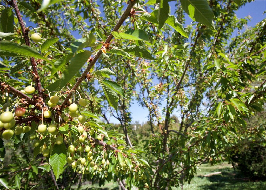 MLS #OC25090565 image #47