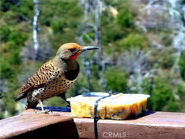 1119 Brentwood Drive, Lake Arrowhead CA: https://media.crmls.org/medias/ed26ca61-ceca-475b-a54a-5286b12acb4c.jpg