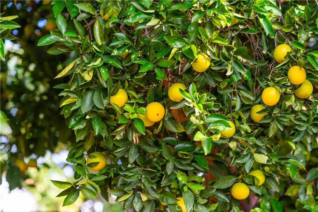 MLS #OC25176805 img 42